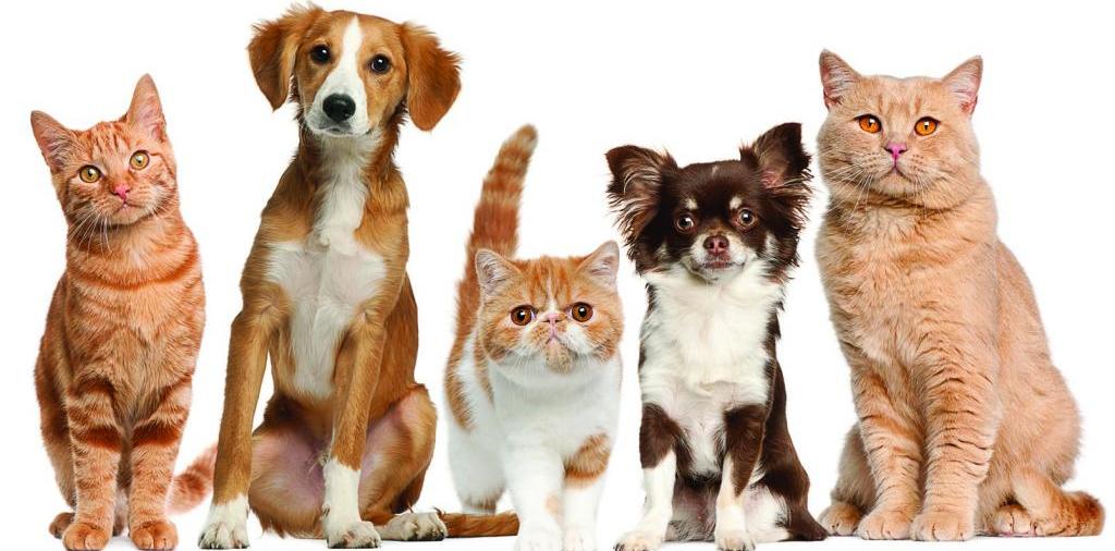 Доска объявлений о животных | ЗооТом - продажа, вязка и услуги для животных в Карсуне