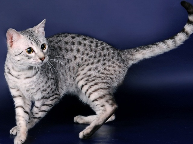 Породы кошек в Карсуне | ЗооТом портал о животных