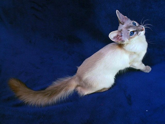 Выведенные породы кошек в Карсуне | ЗооТом портал о животных