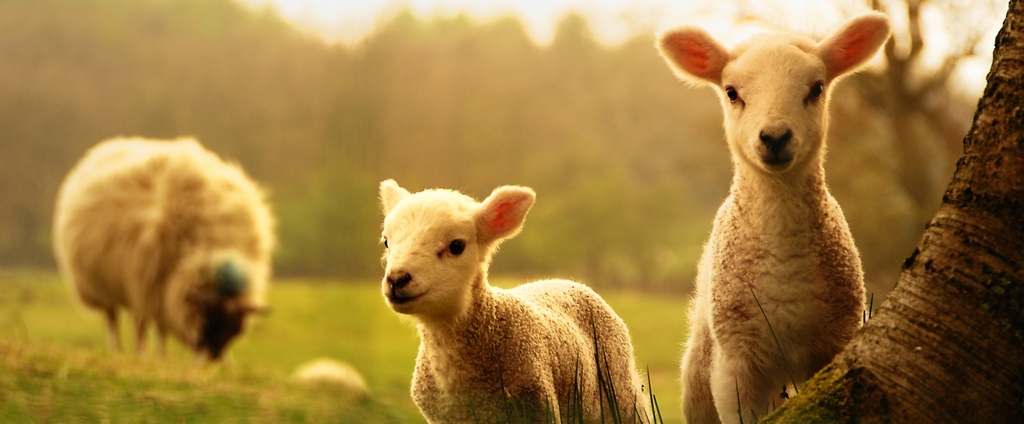 Объявления о сельскохозяйственных животных | ЗооТом - продажа, вязка и услуги для животных в Карсуне