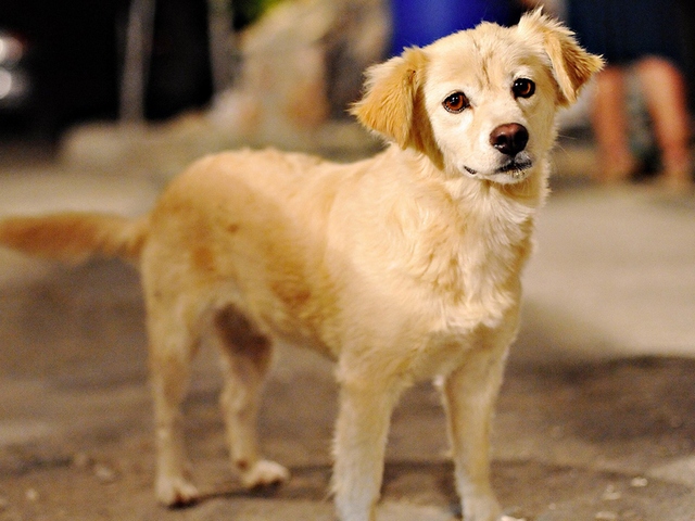 Породы собак в Карсуне | ЗооТом портал о животных