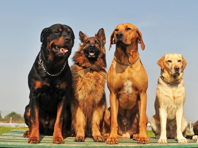 Крупные породы собак в Карсуне | ЗооТом портал о животных
