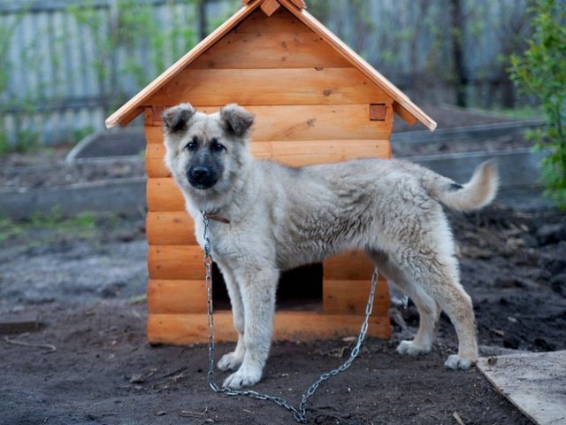 Все о собаках в Карсуне